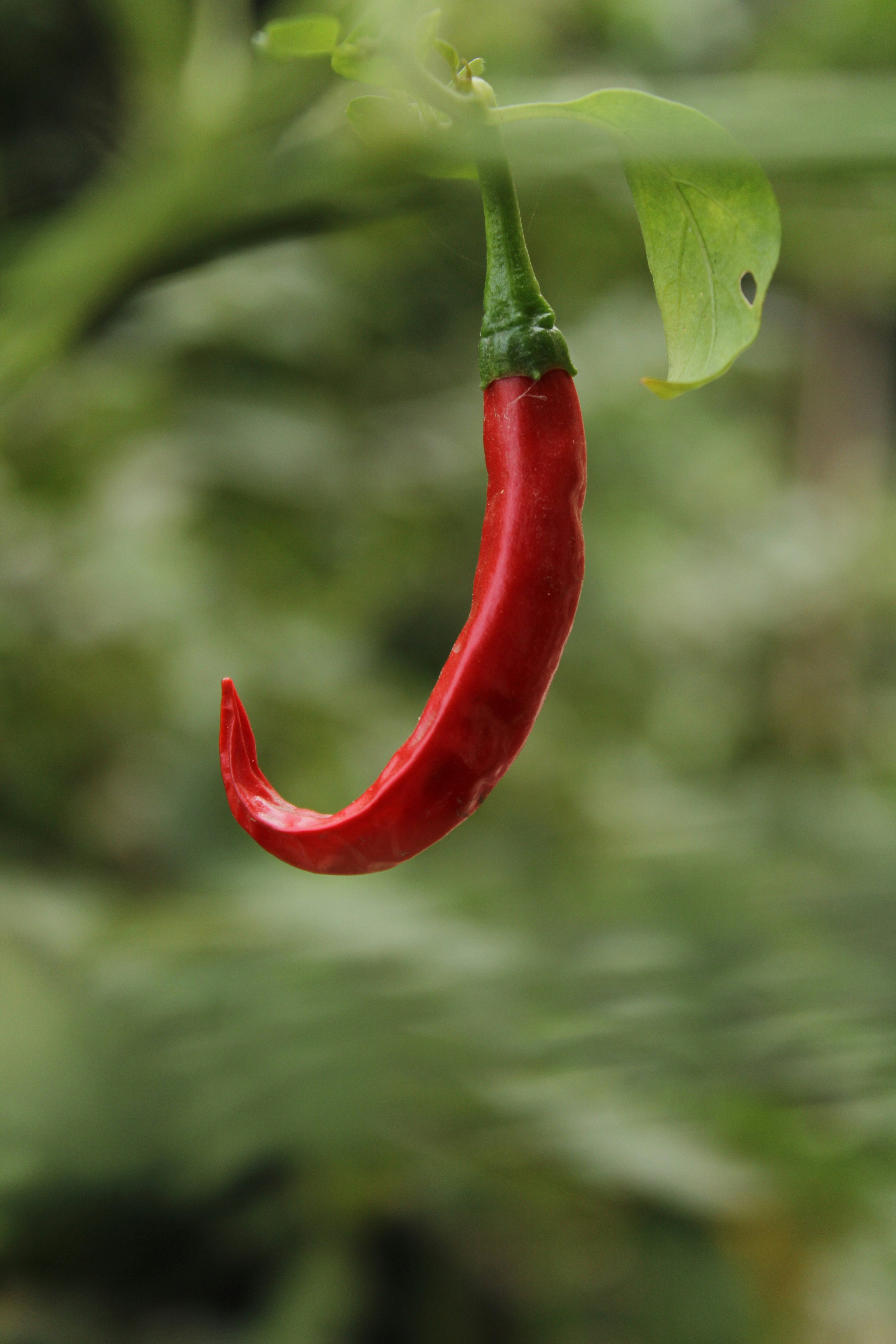 Cili Padi Merah